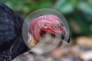 Australian Brush Turkey in Queensland Australia