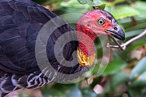 Australian Brush Turkey in Queensland Australia