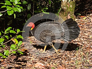 Australian Brush Turkey in Queensland Australia