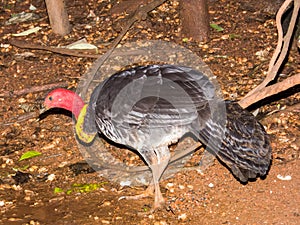 Australian Brush Turkey in Queensland Australia