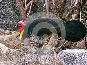 Australian Brush Turkey in Queensland Australia