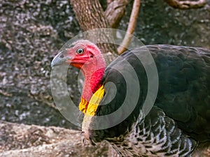 Australian Brush Turkey in Queensland Australia