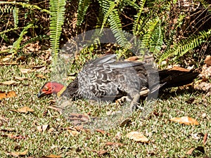 Australian Brush Turkey in Queensland Australia