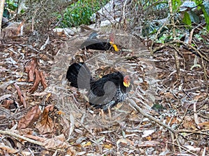 Australian Brush Turkey in Queensland Australia