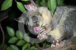 Australian Brushtail possum eating fruit