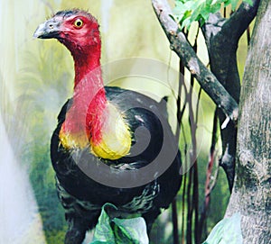 Australian brushturkey