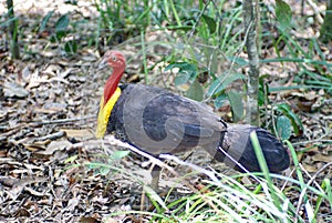 Australian brushturkey