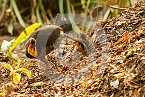 Australian Brushturkey