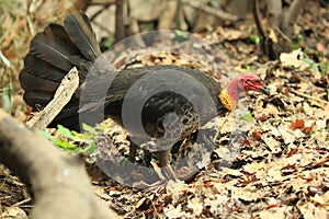 Australian brushturkey