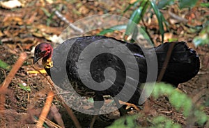 Australian Brushturkey