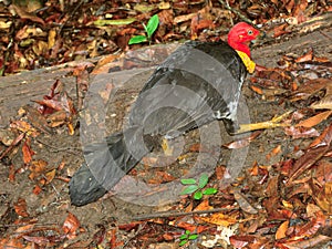 Australian Brushturkey Alectura lathami