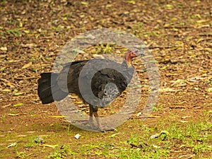 Australian Brushturkey Alectura lathami in Dorrigo National Park, New South Wales, Australia.