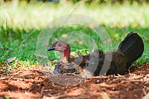 Australian brushturkey (Alectura lathami) a large bird with brown plumage and a red head, the animal cools itself