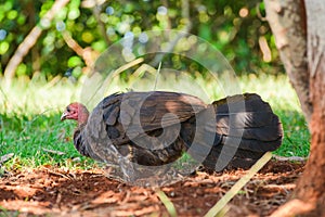 Australian brushturkey (Alectura lathami) a large bird with brown plumage and a red head, the animal cools itself