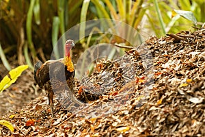 Australian Brushturkey