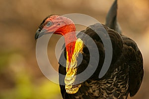 Australian Brushturkey