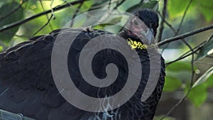 Australian Brushturkey also known as a Scrub Turkey