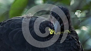 Australian Brushturkey also known as a Scrub Turkey