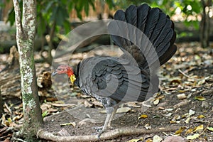 Australian Brushturkey also known as a Scrub Turkey