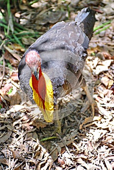 Australian brushturkey in Barron Gorge National Park