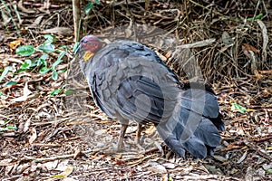 Australian brushturkey) at Lake Cootharaba, Great Sandy National Park, Queensland, Australia