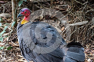 Australian brushturkey at Lake Cootharaba, Great Sandy National Park, Quuensland, Australia