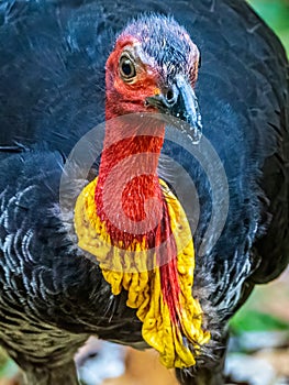 Australian Brushturkey Portrait