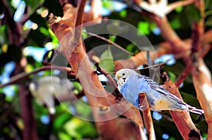 Australian budgerigar bird