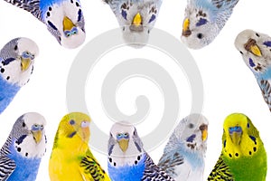 Australian budgerigar isolated on white background