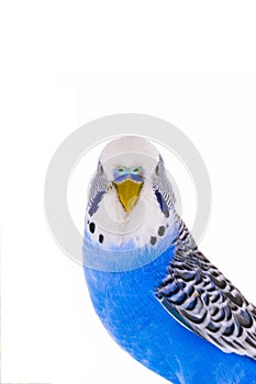 Australian budgerigar isolated on white background