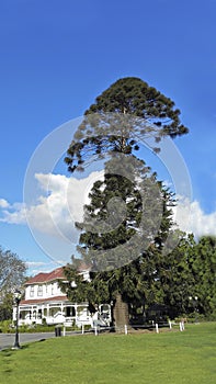 Australian Bunya-Bunya Pine, Camarillo, CA photo