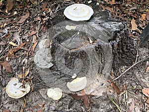 Australian bush bracket fungus