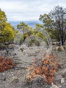 Australian bush clearing, featuring distant rolling hills, rugged landscape and patchy woodlands