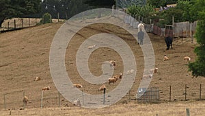 Australian bush farm with cows and sheep UK