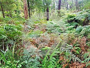 Australian bush land forest photo