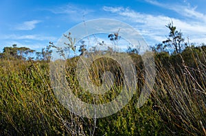 Australian Bush Landscape With Native Shrubs