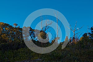 Australian Bush Landscape With Native Shrubs and Eucalyptus Tree