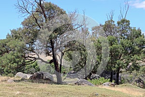 Australian bush landscape in You Yangs National Park with lush trees on a sunny day