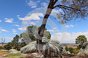 Australian bush landscape in You Yangs National Park with lush trees on a sunny day