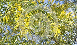 Australian bush scene with wattle flowers