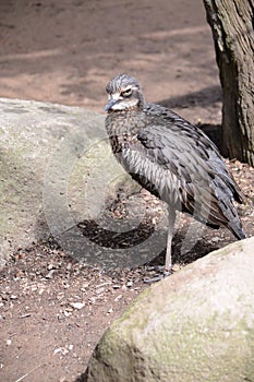 Australian bush stone curlew