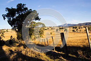 Australian Bush at Sunset