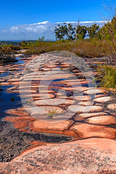 Australian Bush with Tessellated Rock