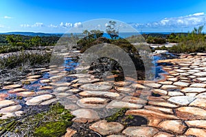 Australian Bush with Tessellated Rock