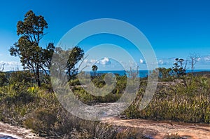 Australian Bush with Tessellated Rock