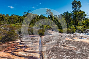 Australian Bush with Tessellated Rock