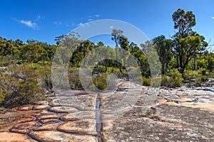 Australian Bush with Tessellated Rock