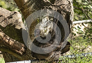 Australian Bush Turkey