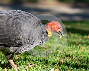 Australian bush-turkey with bright red head foraging on lawn