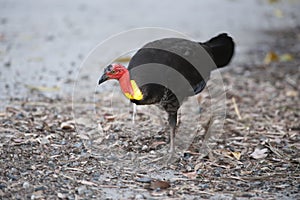 Australian bush turkey pawing